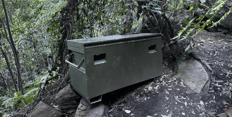 Загадкова скринька в лісі в Австралії, коробка, зелена коробка, камуфляж, незвичайна знахідка, соцмережі, курйози, прикута до дерева, геокешинг