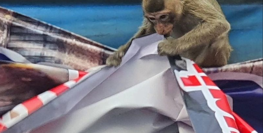 Обезьяны сбежали из приюта в Таиланде, захват отделения полиции, курьезы, фото, животные, стая приматов