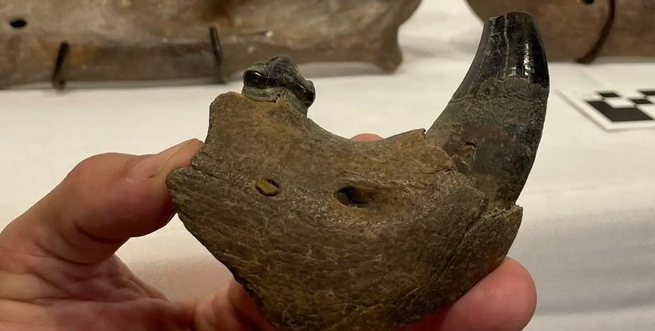 Лев, животные, виды, мегафауна