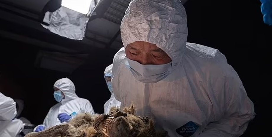 волк, древний волк, волк вечная мерзлота