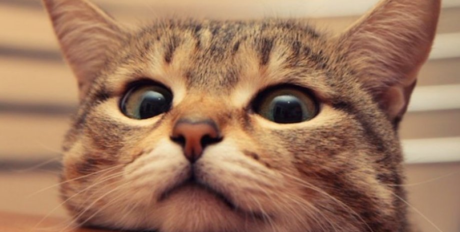 Фото: Look.com.ua