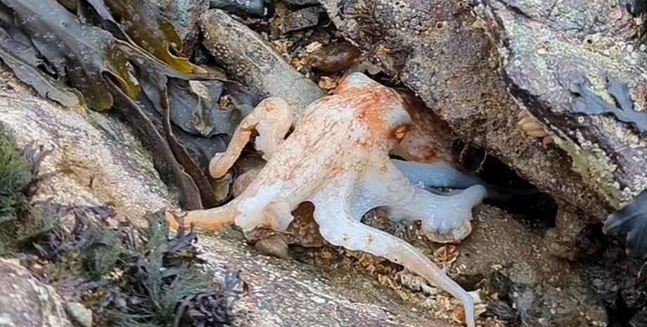 осьминог, цвет осьминога, сменил цвет осьминог