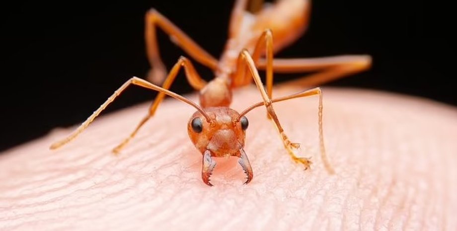 вогняна мураха, червона вогняна мураха