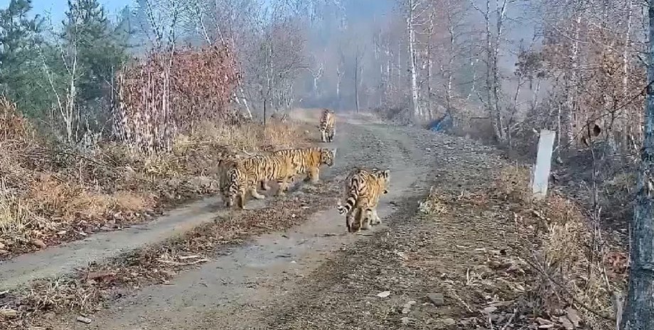 амурские тигры семья амурских тигров