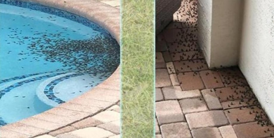 Фото: Twitter/@CBSNews