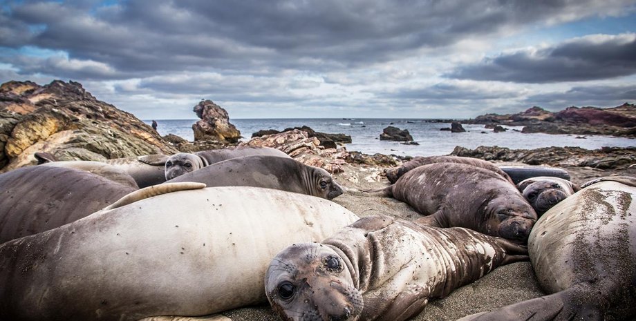 Северные морские слоны. Bielefeld University/Martin Stoffel