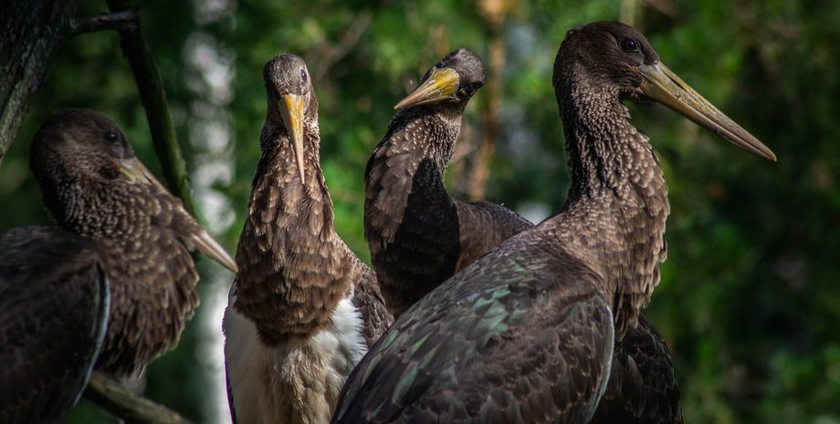 черный аист, редкая птица, исчезающий вид