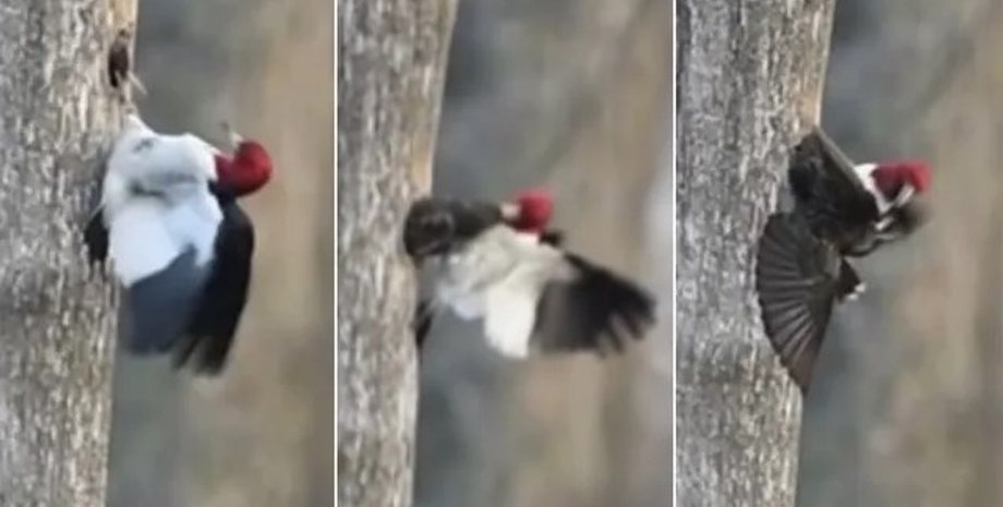 птицы, скворцы, дятлы