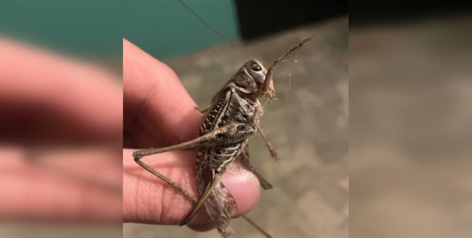 Саранча в Украине Появление саранчи в Украине связано с солнечным циклом и подрывом Каховской ГЭС, пояснил ученый НАН Тарас Пушкарь