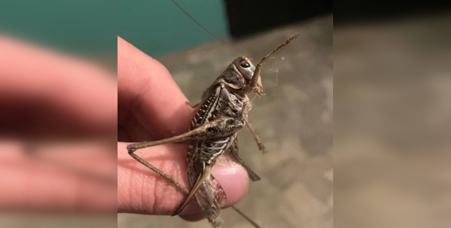 Поява сарани в Україні пов'язана з сонячним циклом та підривом Каховської ГЕС, пояснив науковець НАН Тарас Пушкар