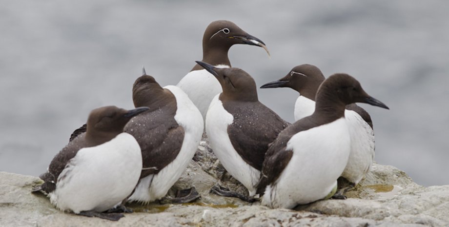 кайра, морская птица, морская птица кайра