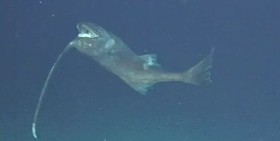 вудильник, риба вудильник