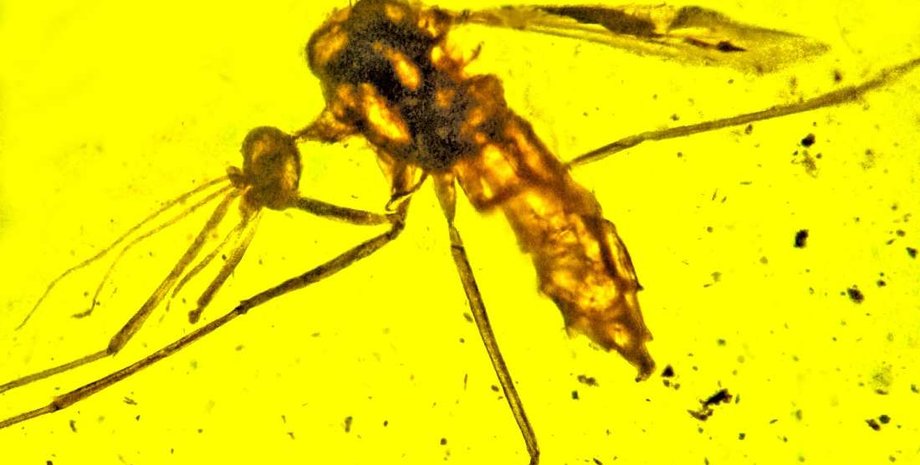 George Poinar Jr./Oregon State University