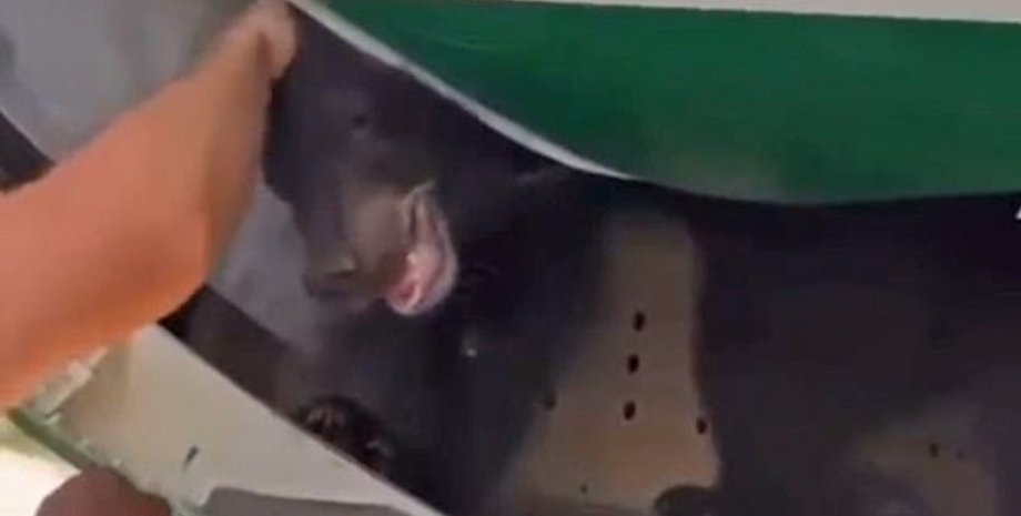 медведь, рейс 123 "Иракских авиалиний"