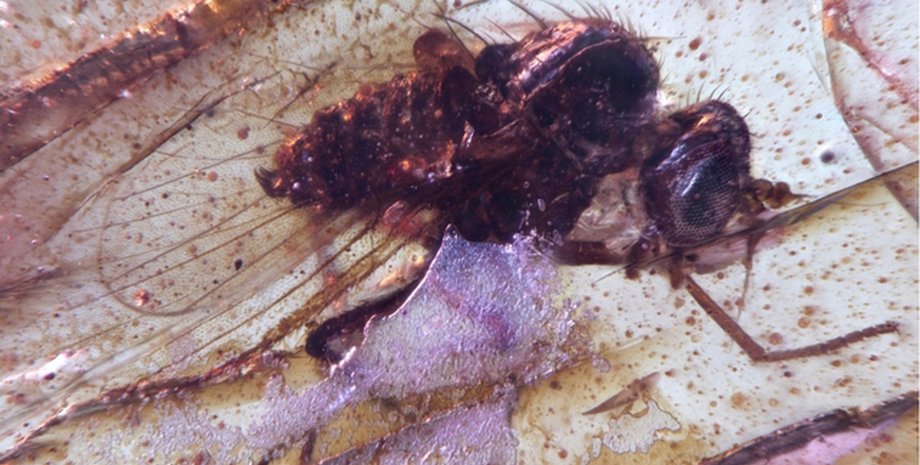 образец мухи в янтаре