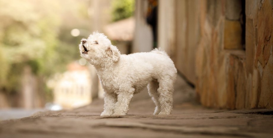 собака, гавкіт, вулиця, фото
