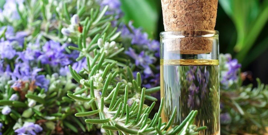 Розмарин / Фото из открытых источников