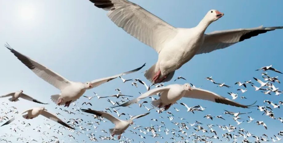 перелетные птицы