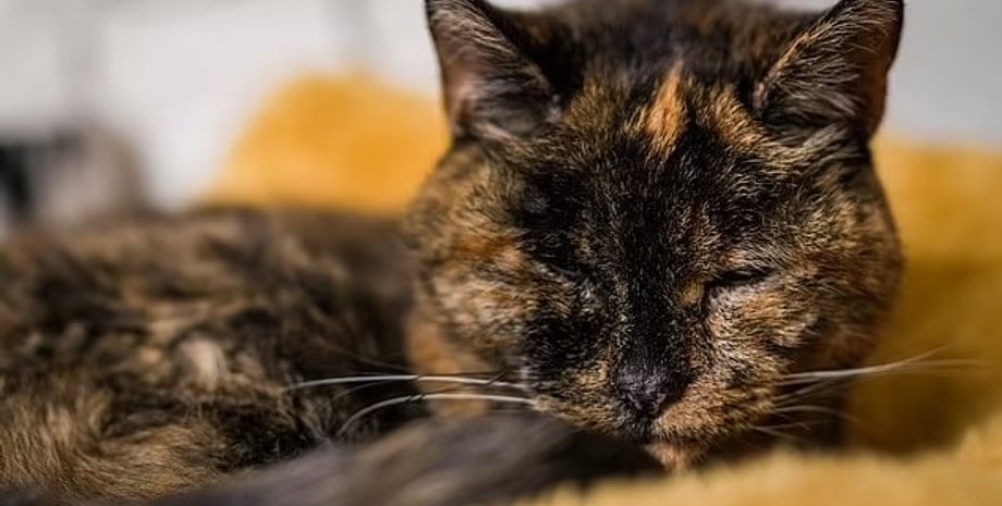 флосси кошка