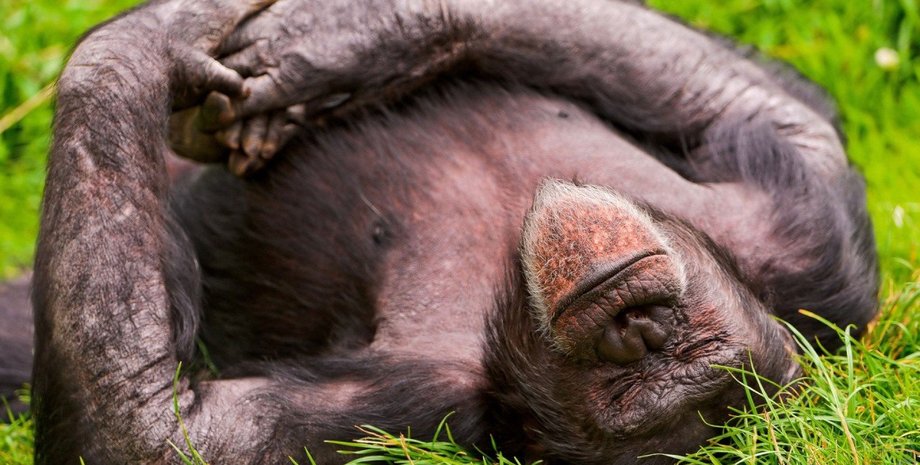 Фото: CoolWallpapers