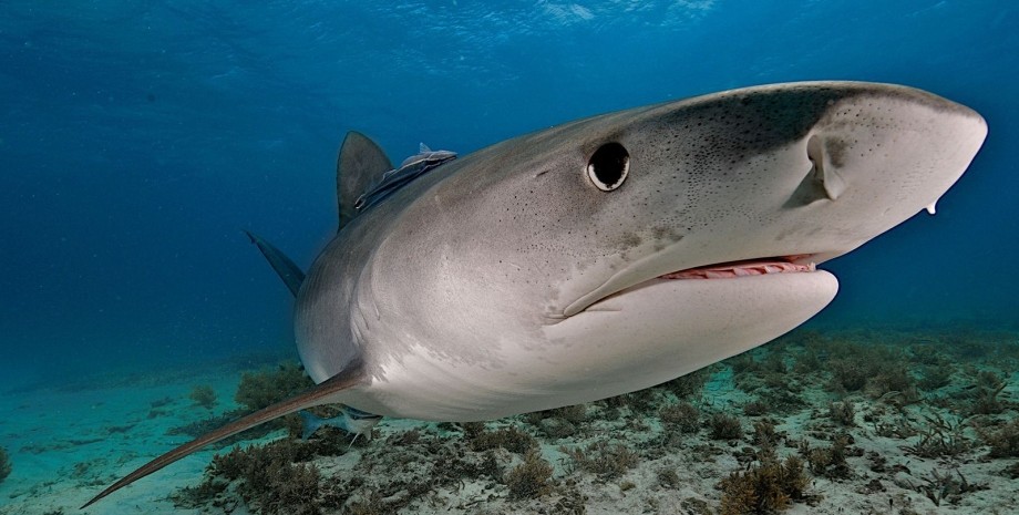 акула, большая белая акула, акула в Австралии