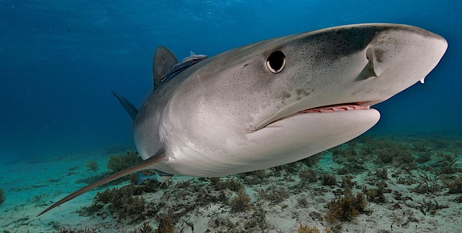 Акула, кокаиновые акулы, акулы питаются наркотиками, картели, контрабанда, морской хищник, биолог, исследования,