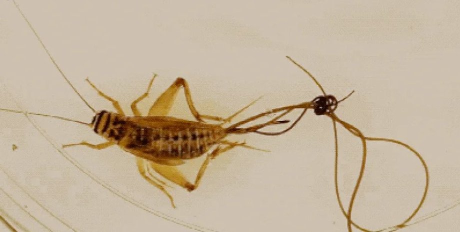 волосяний черв'як, волосатики