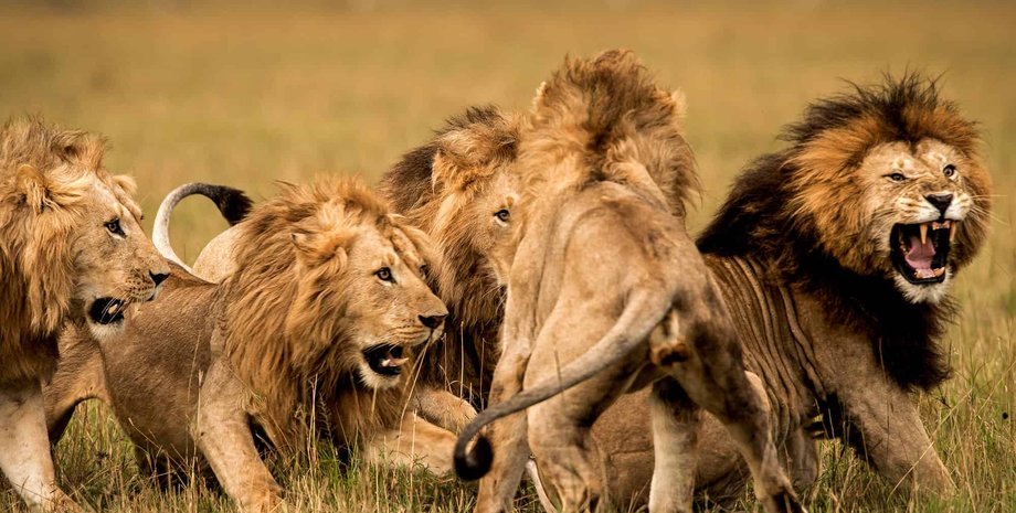 львы, трава, фото