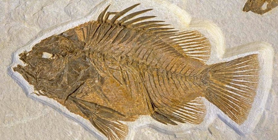 древняя рыба, окаменелость