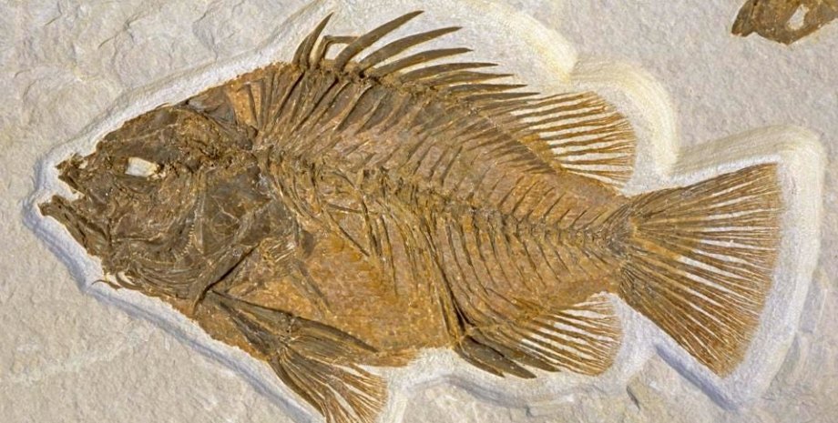стародавня риба, скам'янілість