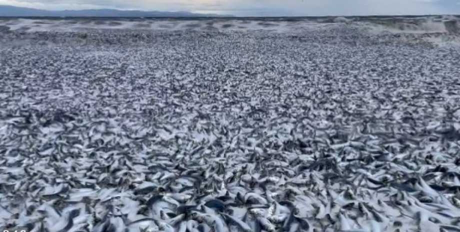 На побережье Японии выбросило 1200 тонн мертвой рыбы япония, мор рыбы, мертвая рыба в японии