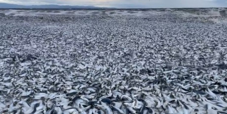 япония, мор рыбы, мертвая рыба в японии