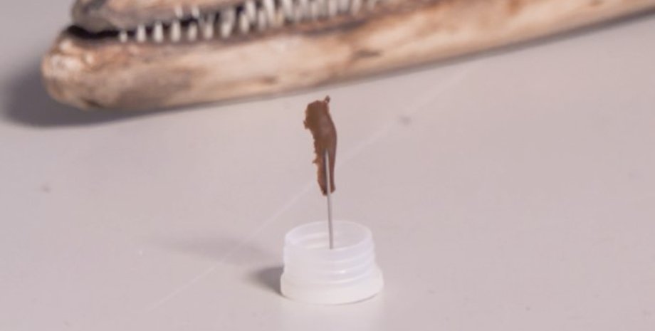 млекопитающее