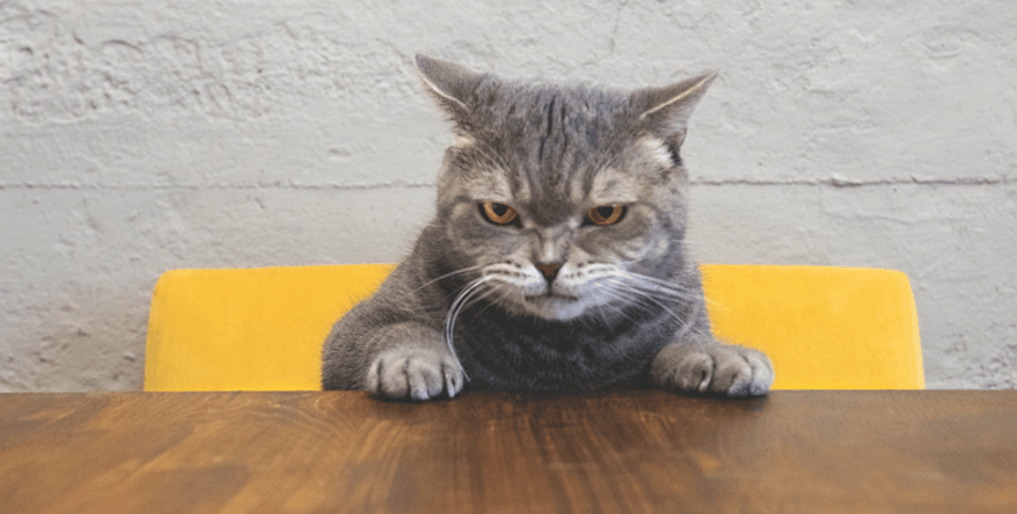 кіт, стіл, стілець, фото