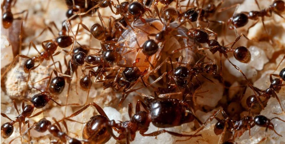 Германия борется с агрессивными муравьями Tapinoma magnum