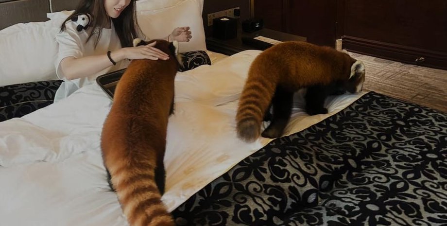 червона панда в китайському готелі