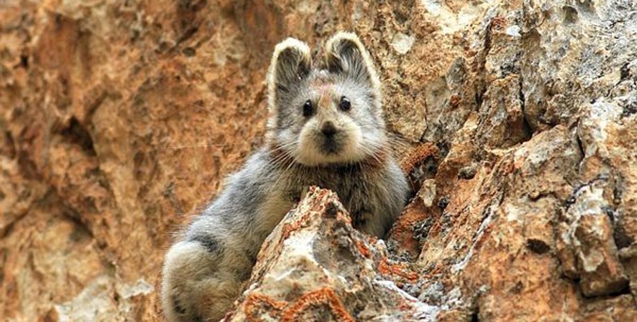 Фото: National Geographic