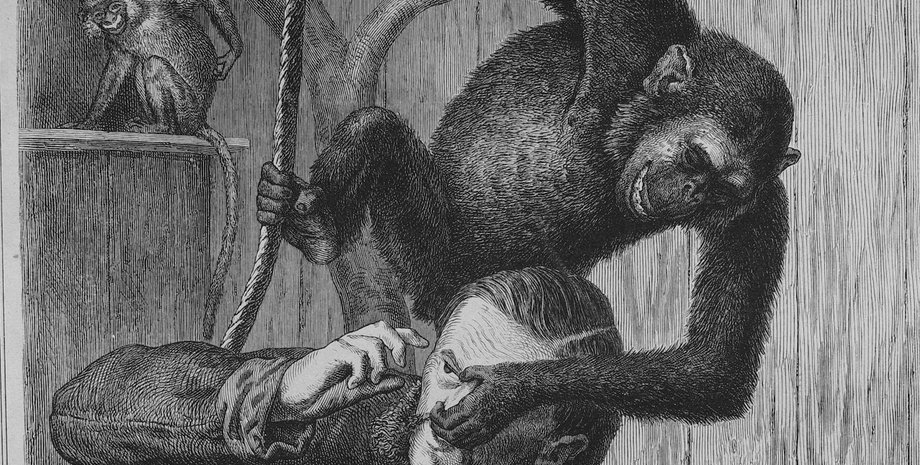 фольклор, мавпа, нікарагуа, мона бруха, відьма. напад