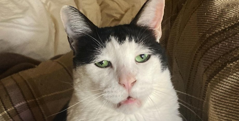 грустный кот, кот из японии, кот панчо, печальный кот, коты, кошки