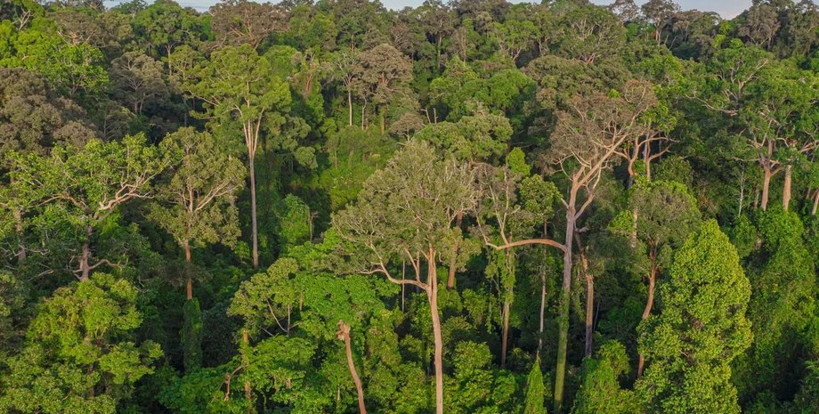 тропічний ліс птахи