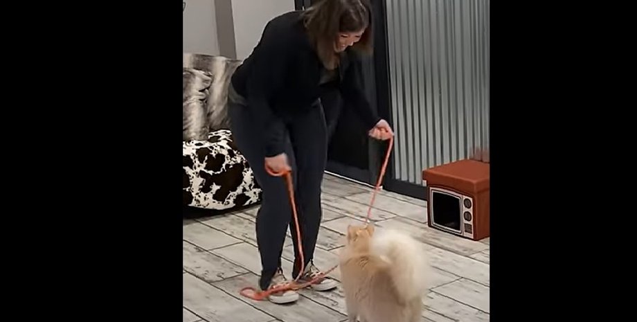 кот, рекорд, прыжки со скакалкой, книга рекордов гиннеса