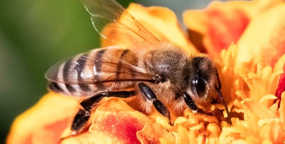 пчела собирает нектар