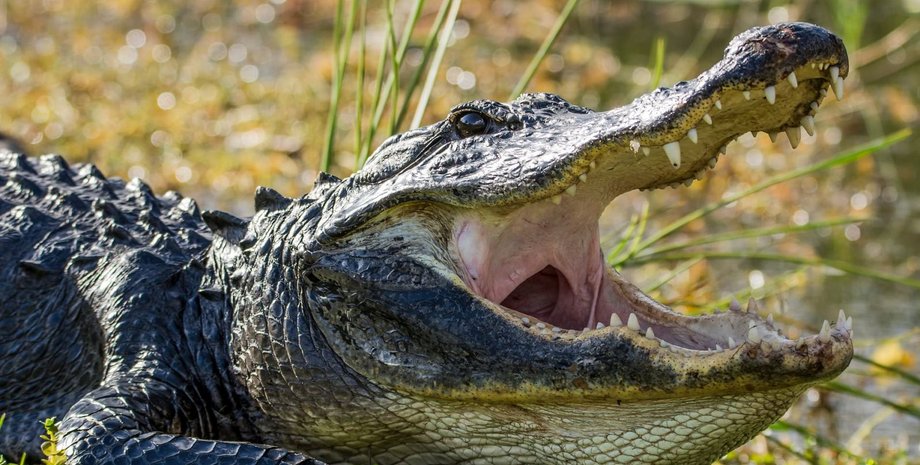 Фото: Town of Kiawah Island