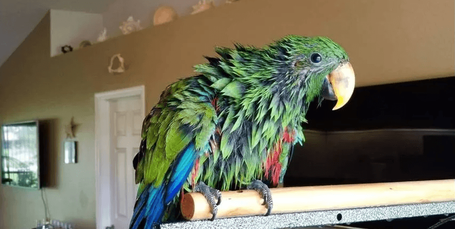 Папуга, птах, тварина, берсерк, папуга розніс будинок, папуга влаштував погром, птах зіпсував житло,