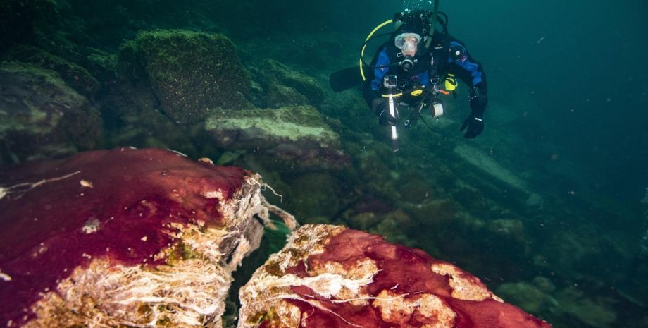 микробы, океан, дно, фото, аквалангист