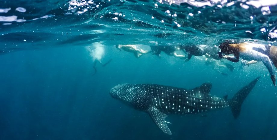 китова акула, китова акула шлюбний ритуал