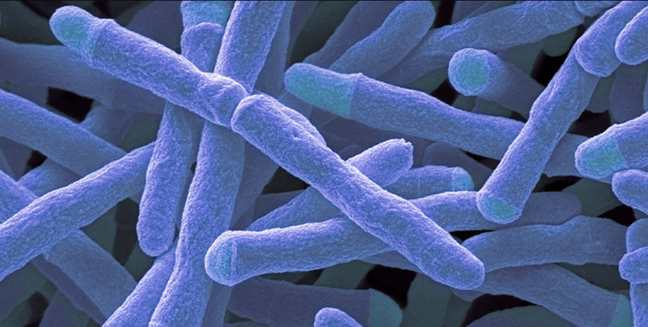 бактерія, бактерії