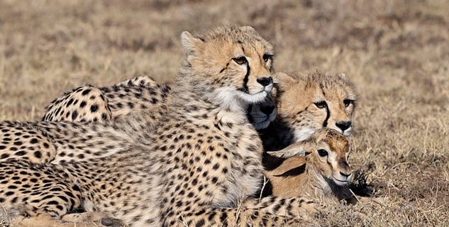 Гепарды, газель Томсона, Кения,