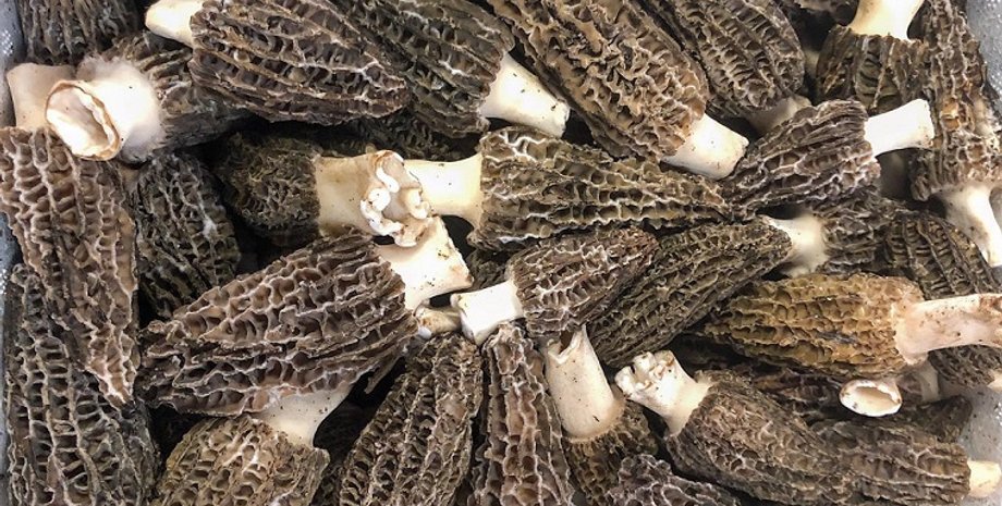 Сморчки/Фото: instagram mycosymbiote