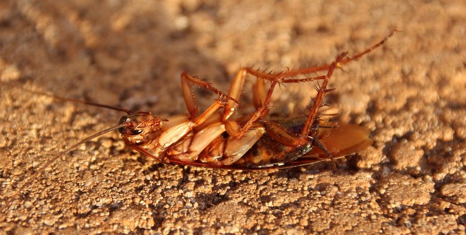 польша, новости мира, день влюбленных, день святого валентина, пакет, сурикат